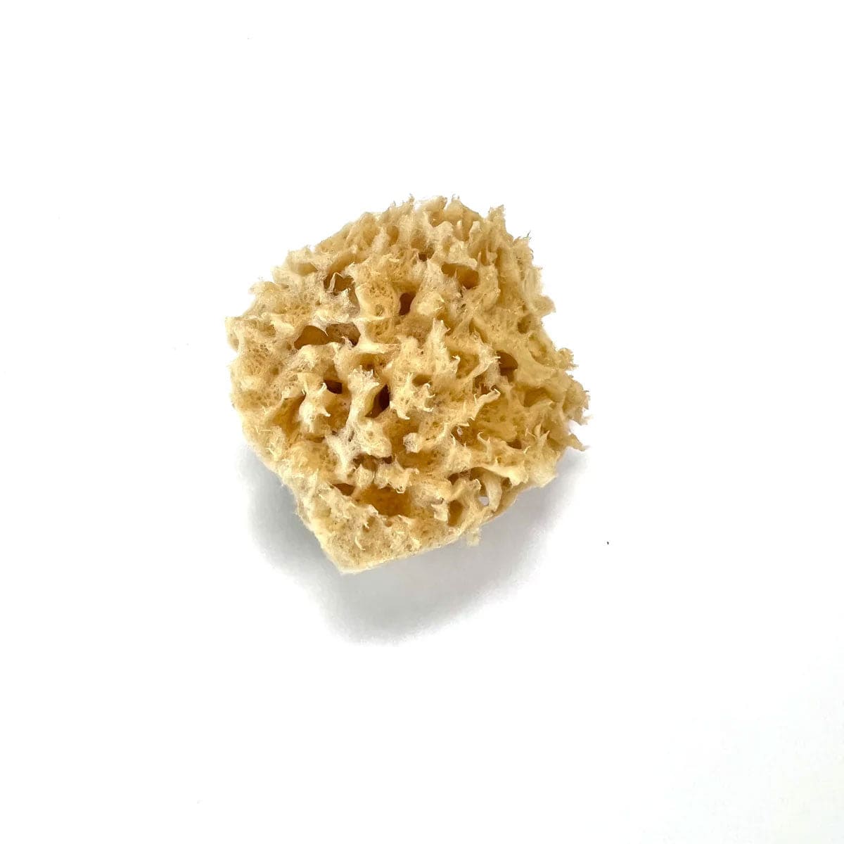 Kemper Wool Sea Sponge, 3"