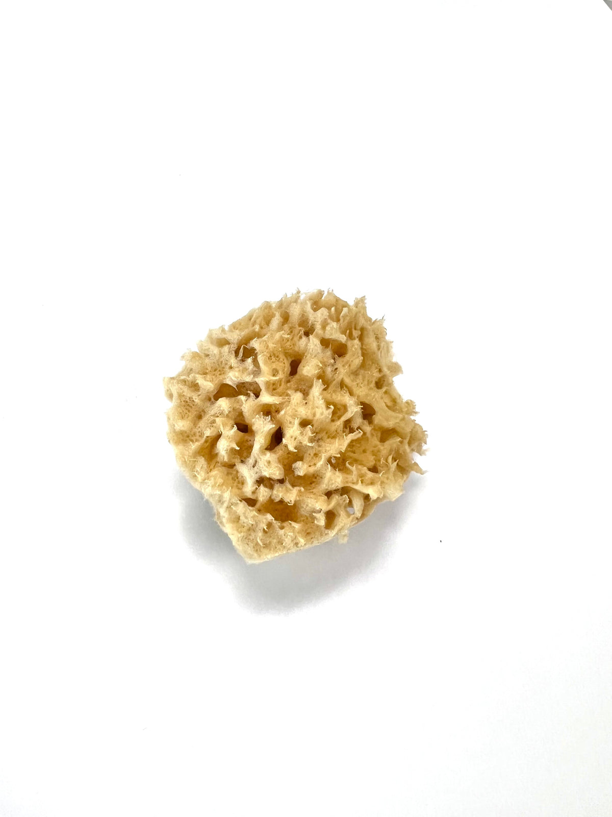 Kemper Wool Sea Sponge, 3"