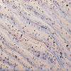 Amaco Potter's Choice Flux PCF16 Aurora Breeze Glaze, Pint