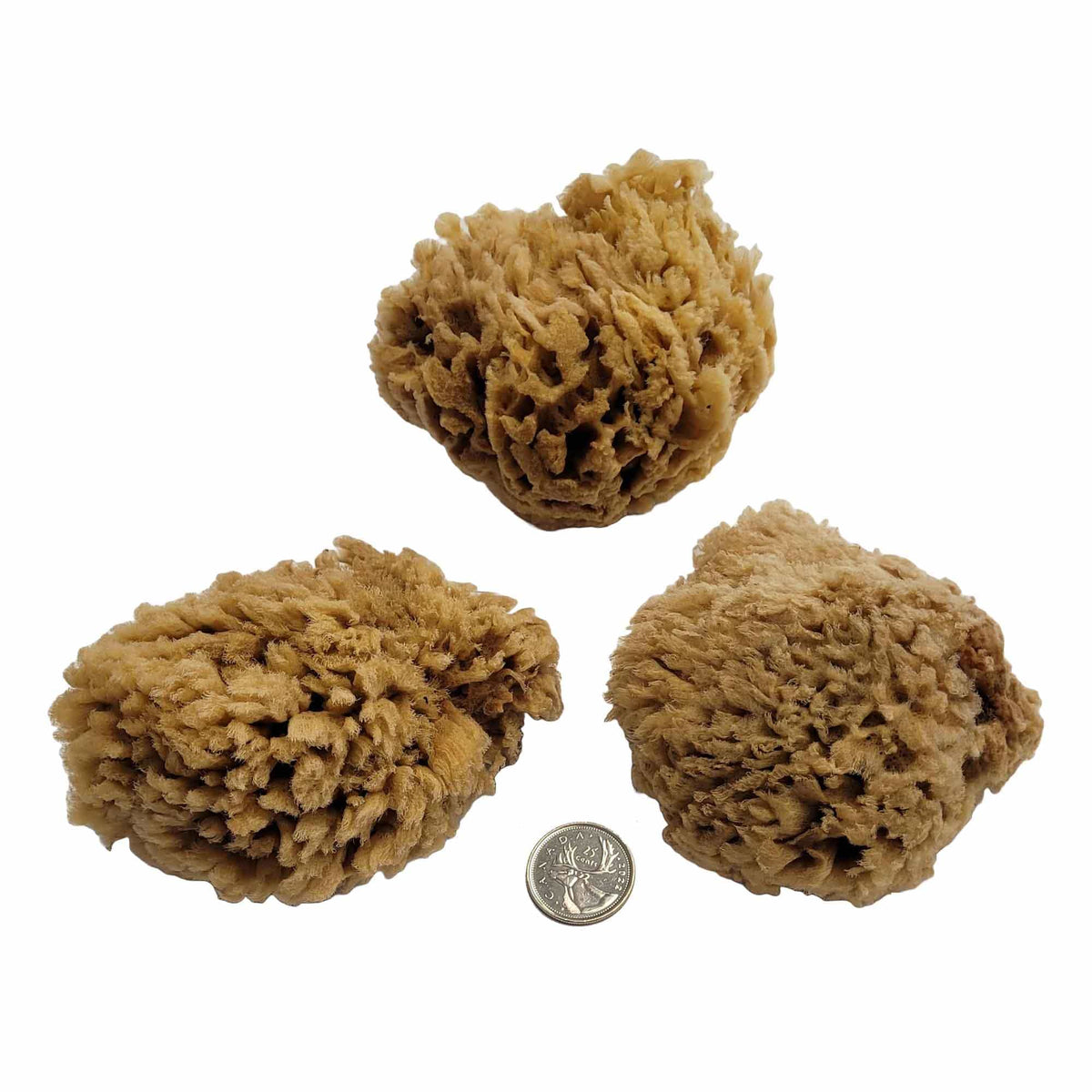 Wool Sea Sponge, 4"