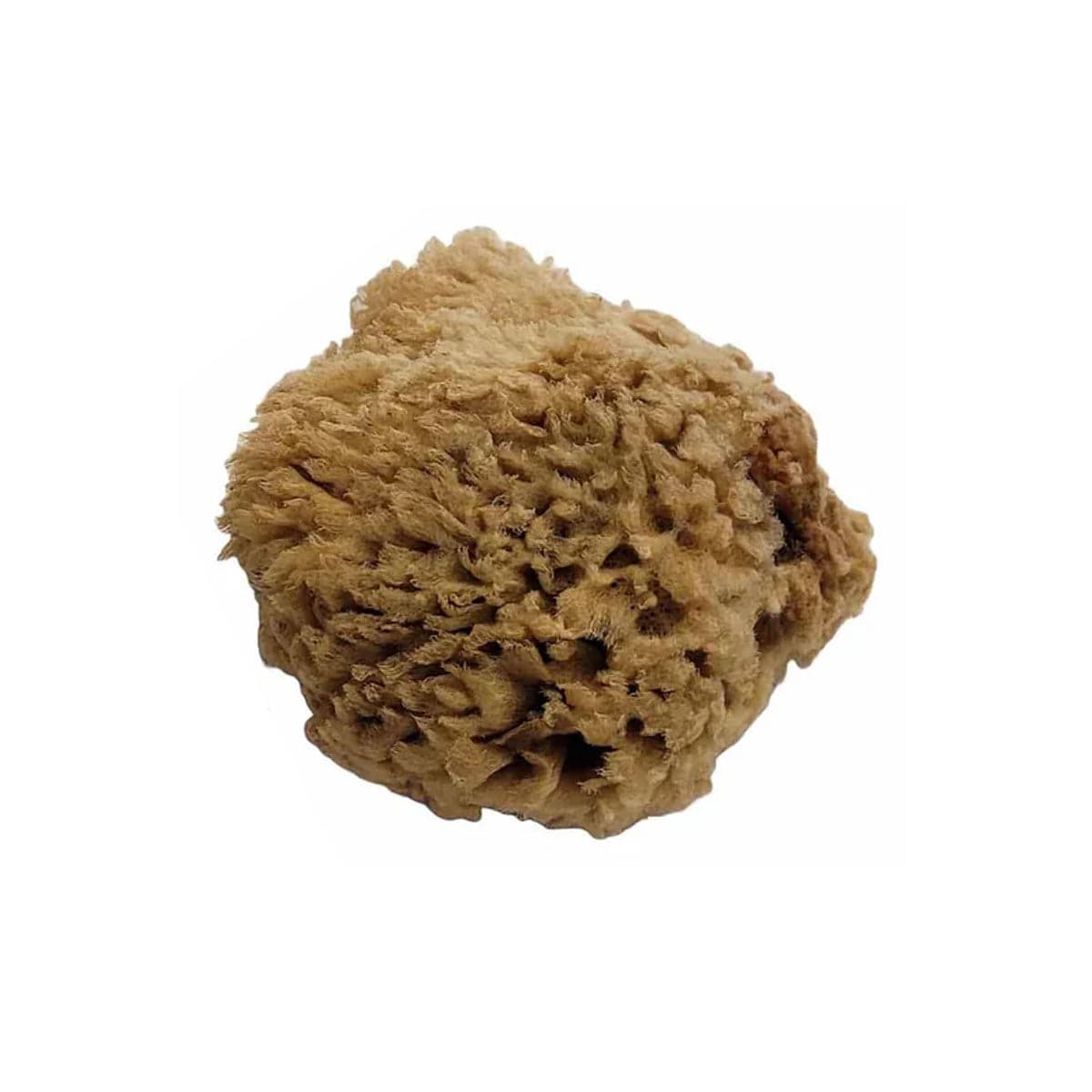 Wool Sea Sponge, 4"