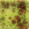 Mayco CG717 Pistachio Jungle Gem Glaze, 4 oz