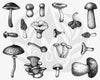 Mayco DSS165 Mushrooms Designer Silkscreen