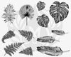 Mayco DSS166 Tropical Leaves Designer Silkscreen